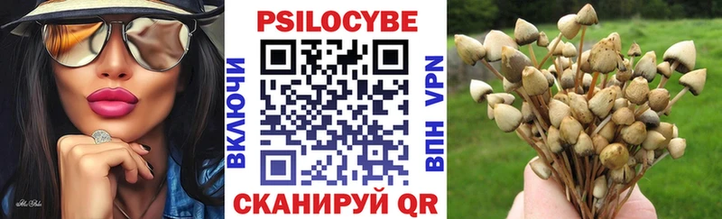 закладки  Звенигово  Псилоцибиновые грибы Psilocybe 